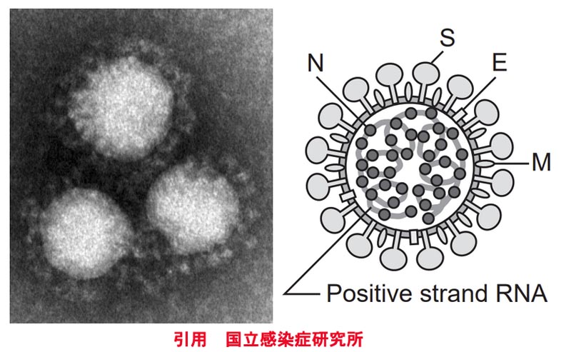 新型コロナウイルス