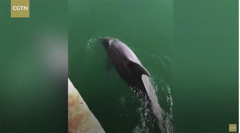 イタリア　イルカが泳ぐまで回復した運河