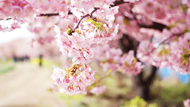 桜の木