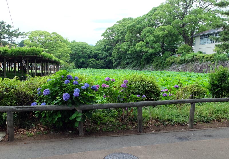 小田原城のあじさい