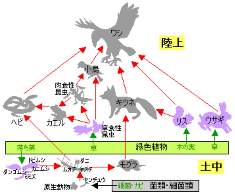 食物連鎖の例