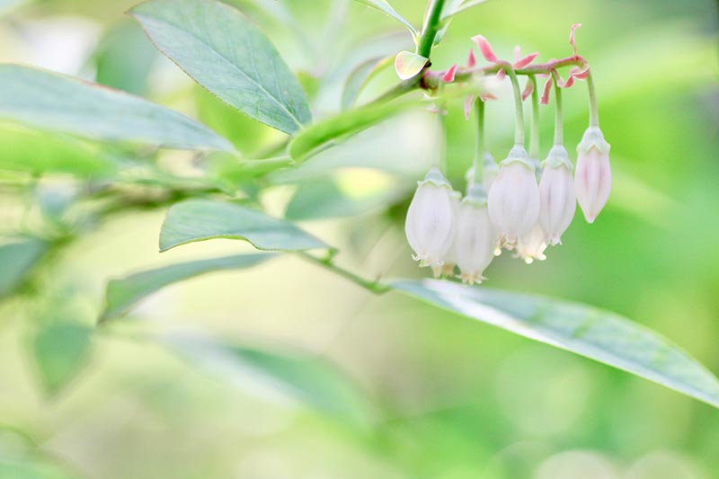 ブルーベリーの花