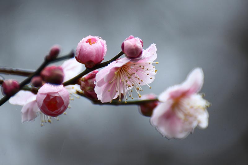 寒さの中で凛と咲く花