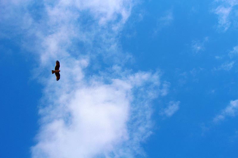 空を舞うトンビ