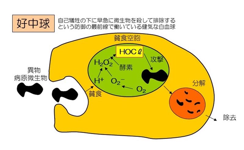 好中球