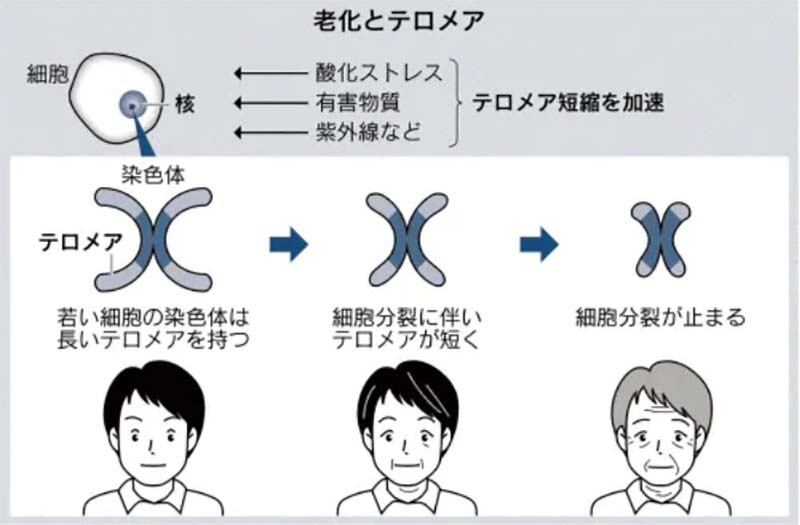 テロメアと老化