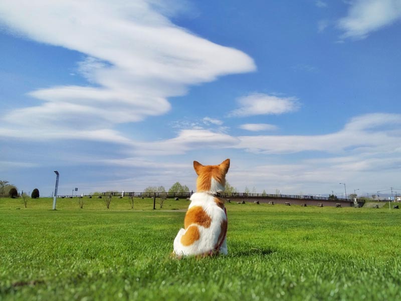 風に吹かれる犬