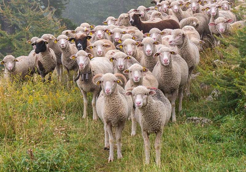 羊の群れ日本人