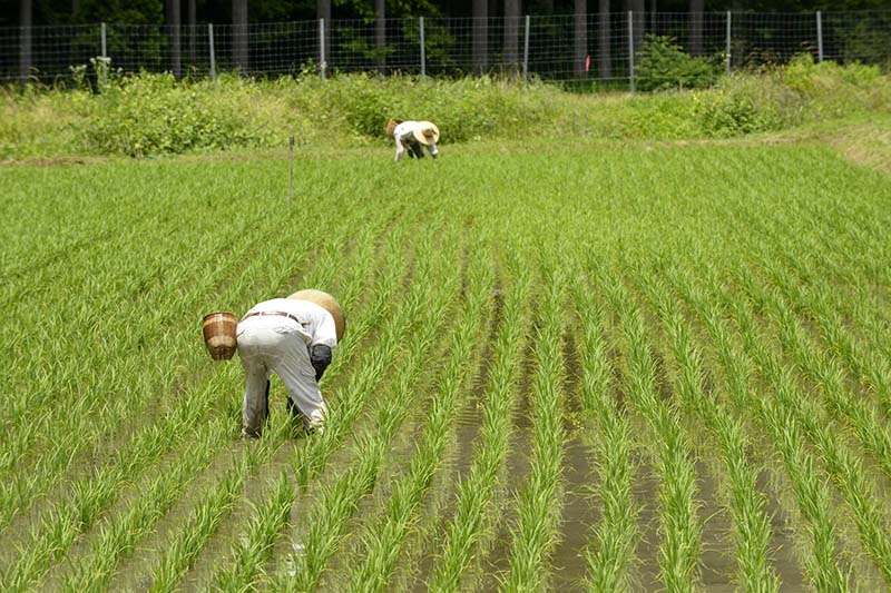 田んぼ