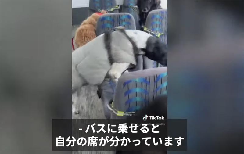 犬のスクールバス