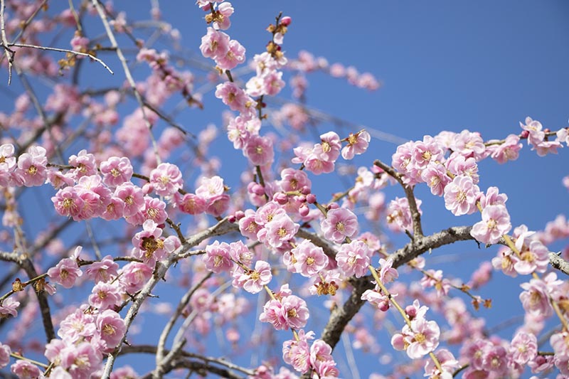 梅の花