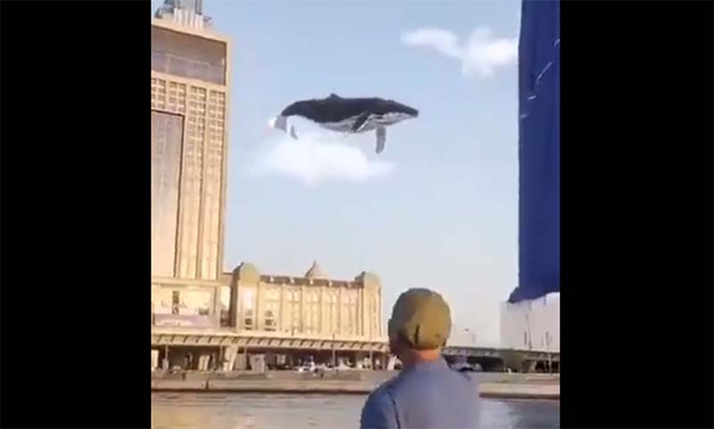 空飛ぶクジラ