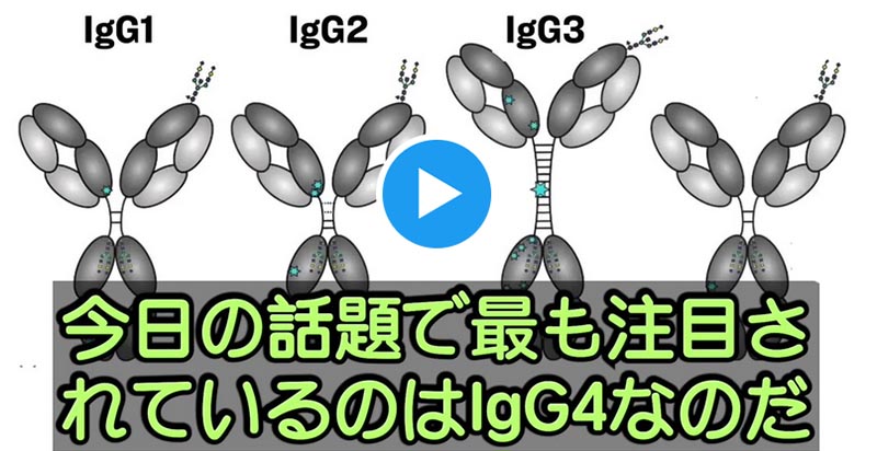 IgG4