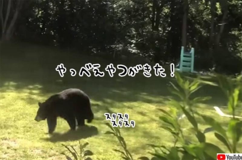 熊と出会ったら