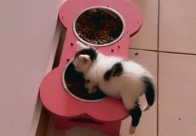 どこでも眠る子猫