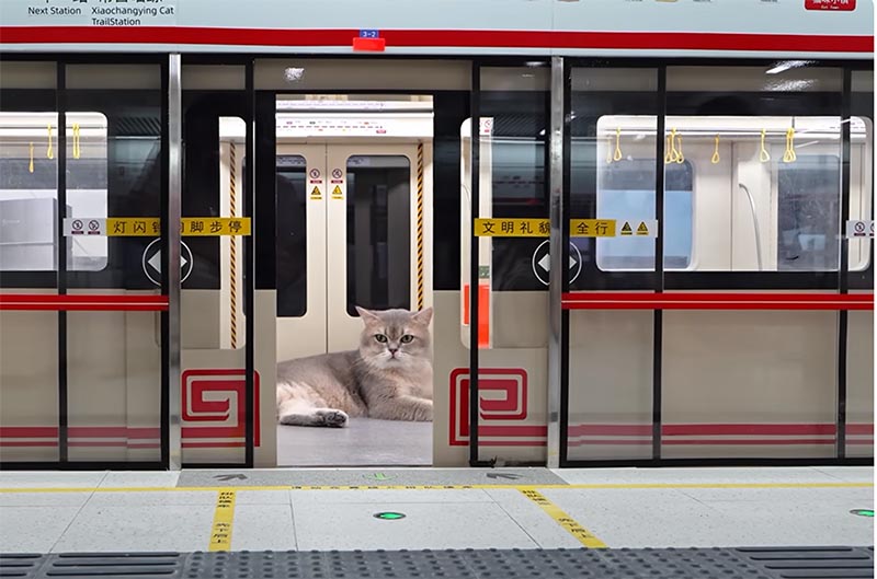 猫のホーム