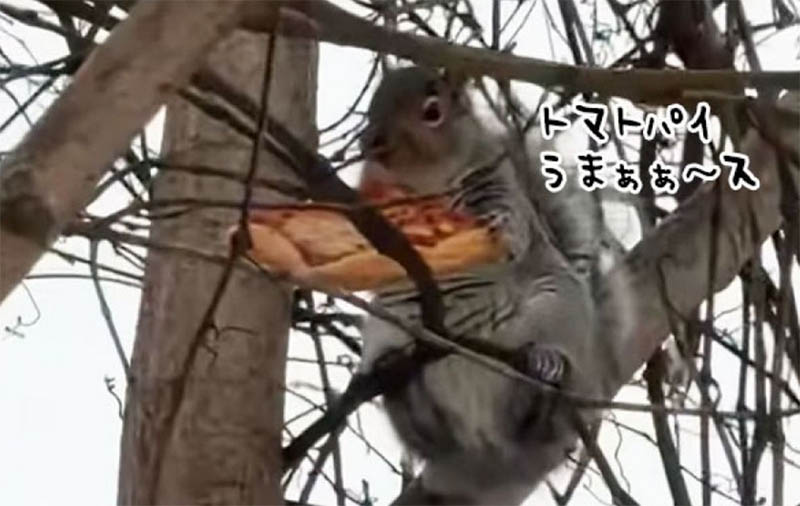 トマトパイのおいしさに夢中なリス