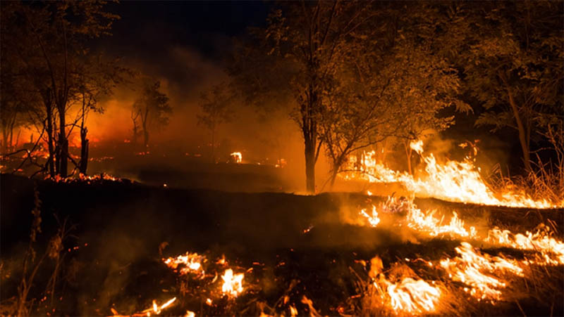 日本の森林火災
