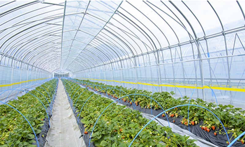 農業用ビニールハウス