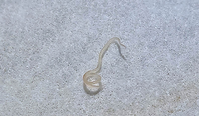 寄生虫