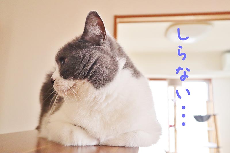 知らん顔している