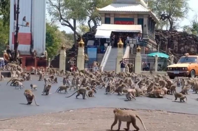 タイの観光地で暴走するサルの群れ