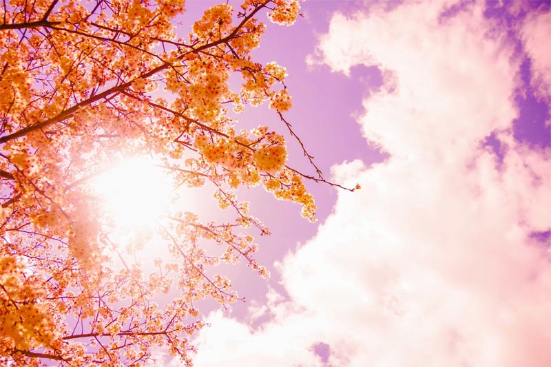 桜からこぼれる太陽の光