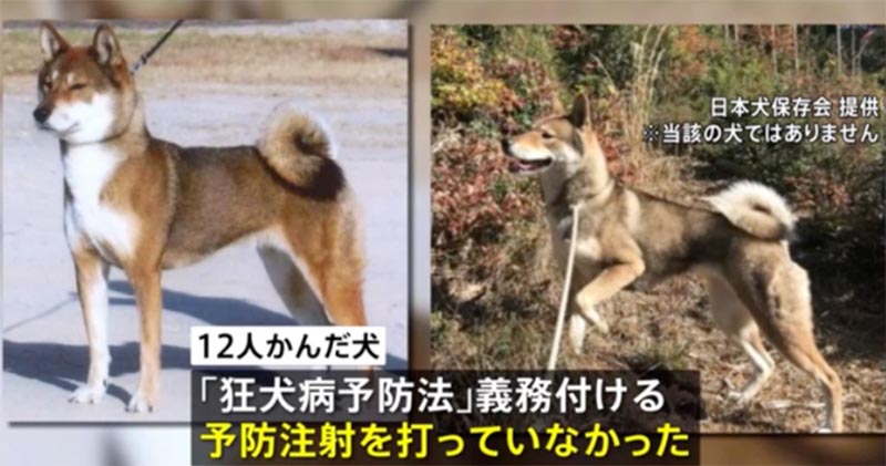 狂犬病