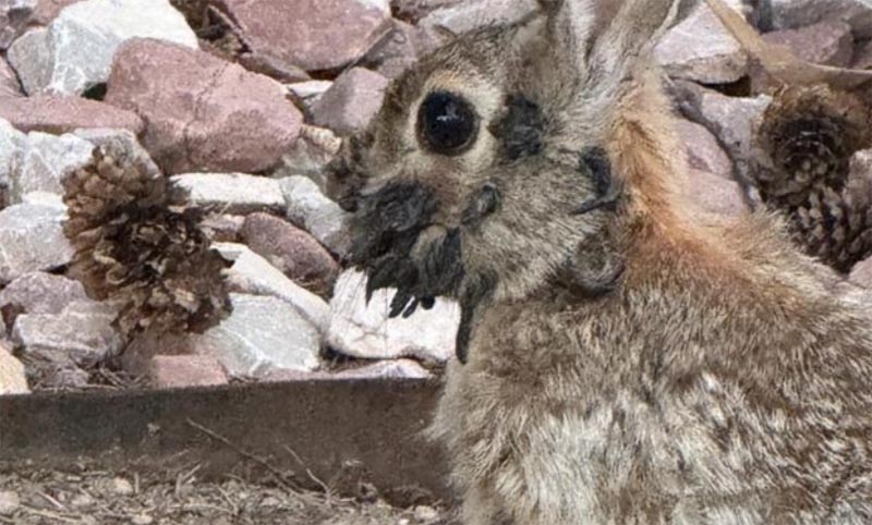 イボのような突起のついたウサギ