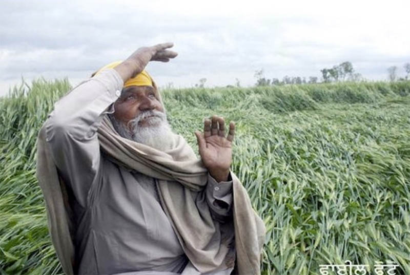 インドとパキスタンで農作物の被害が深刻